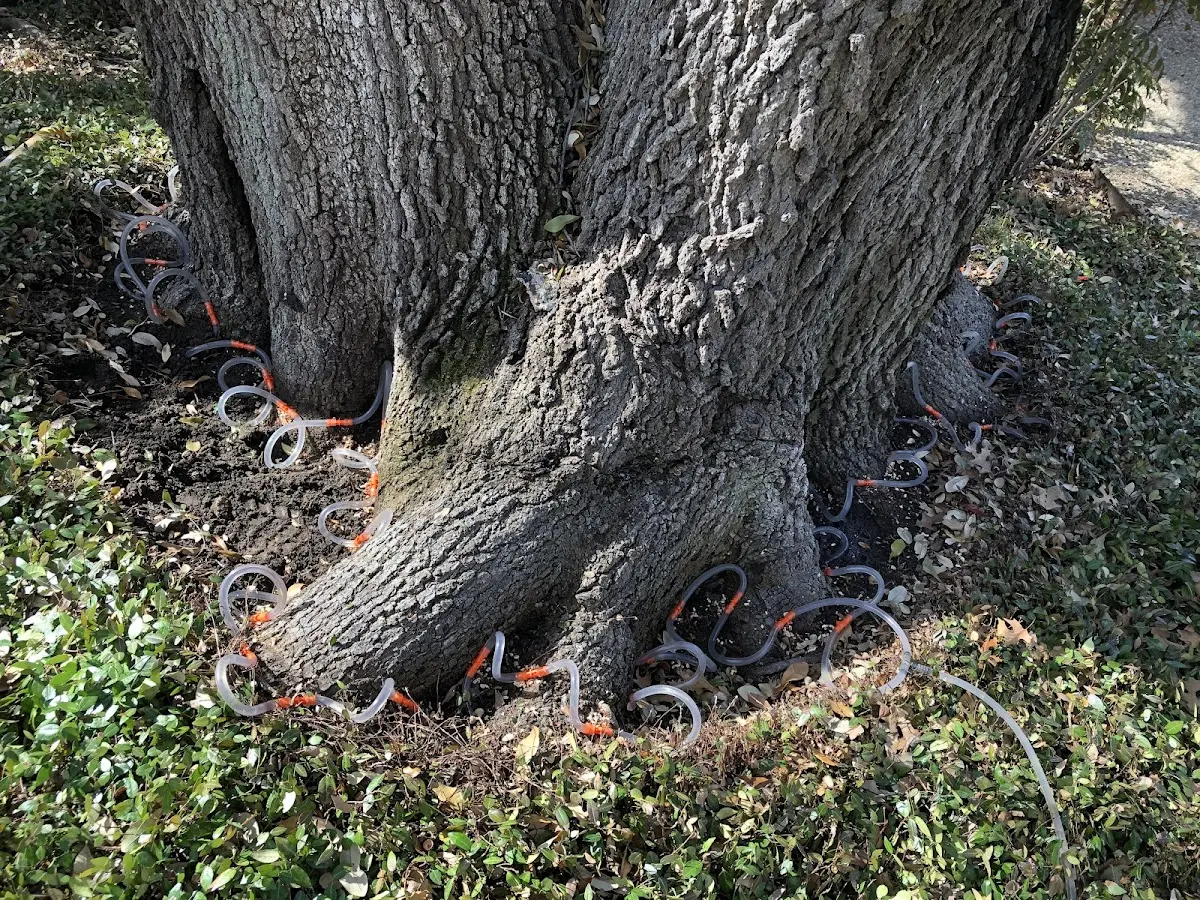 Detailed Tree Cabling and Bracing job site in Ducktown